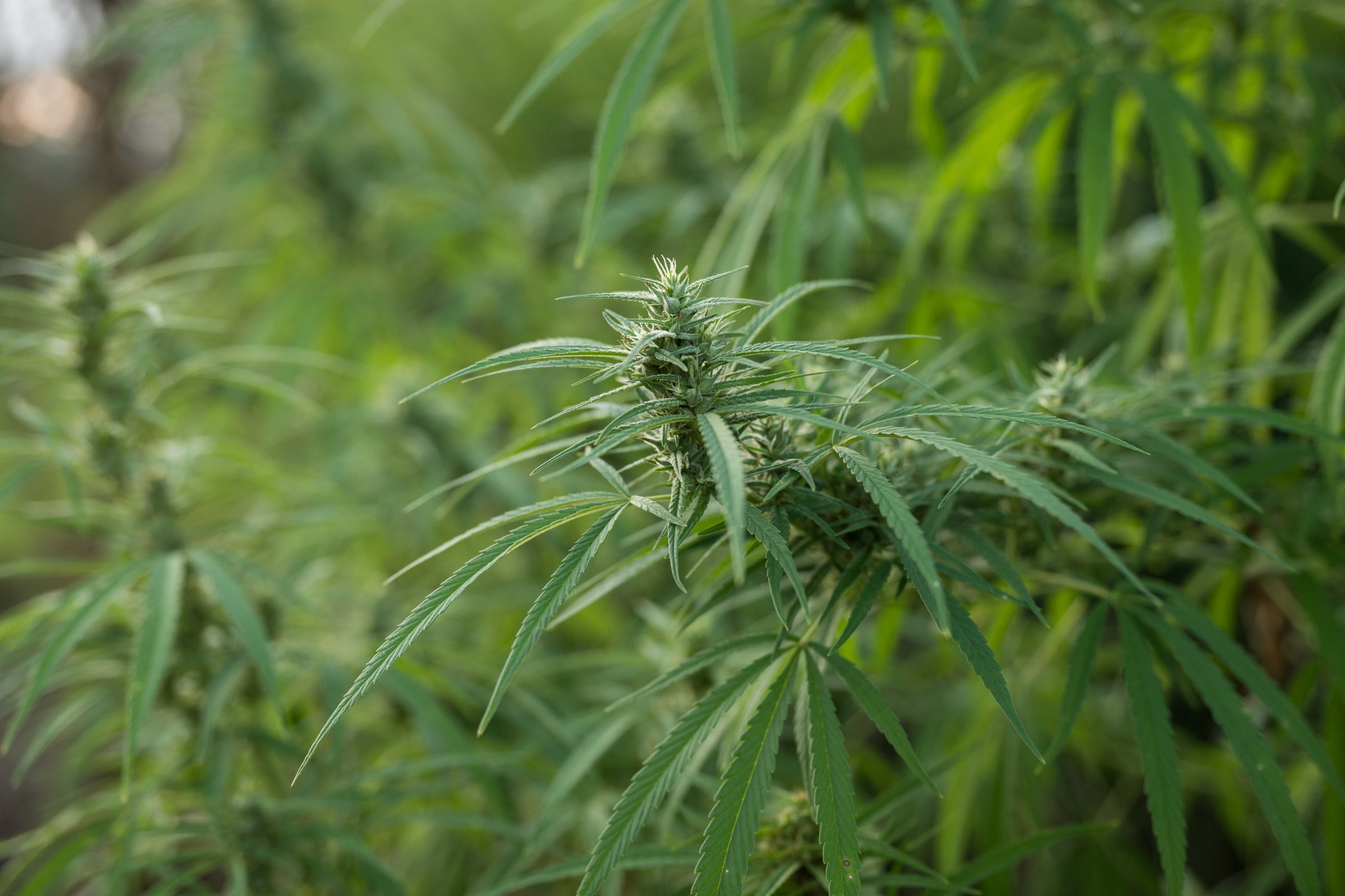 Hemp CBD