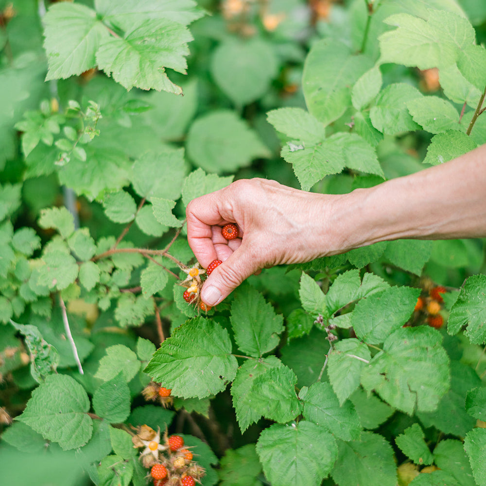 Pop-Up! Wineberry Foraging Nature Walk, Sunday June 29