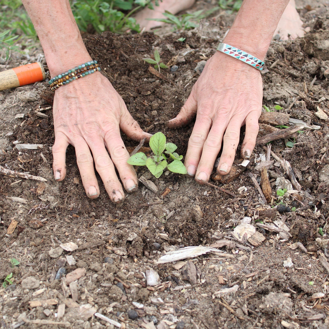 Person planting a small plant in living soil with gardening tools nearby