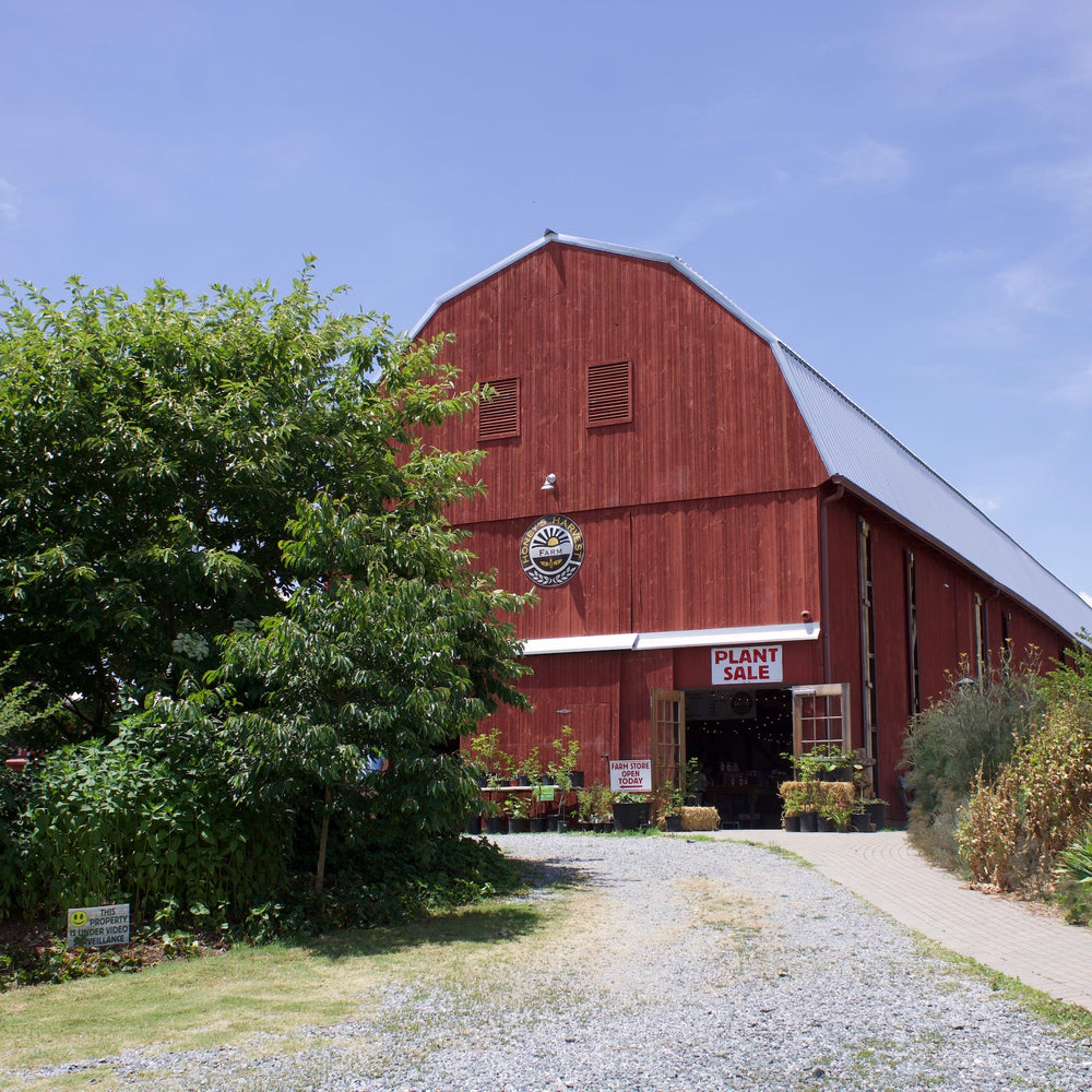 Red barn with a white roof surrounded by greenery under a blue sky
