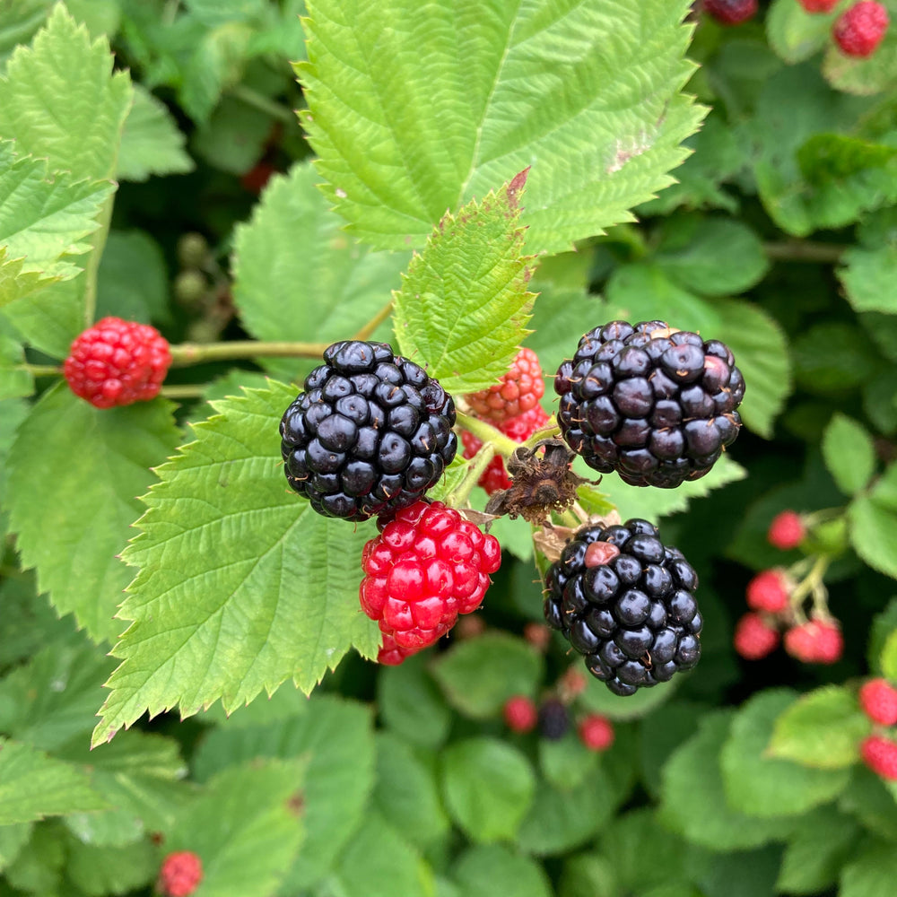 Summer Berries and Wild Foraging Farm Tour, Sunday July 5