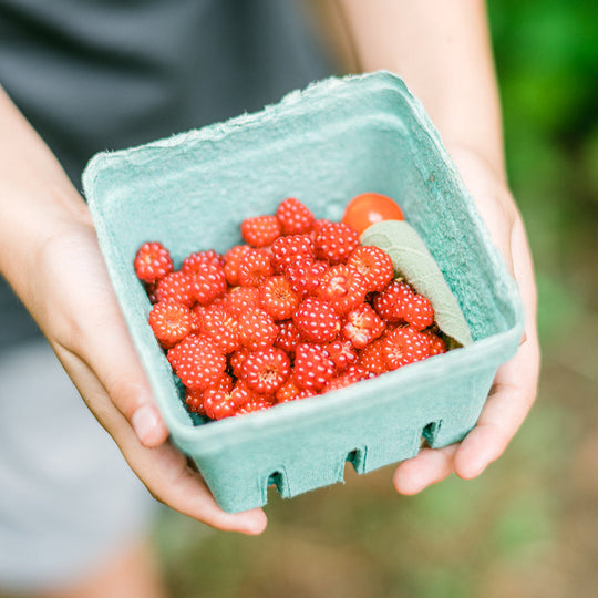 Pop-Up! Wineberry Foraging Nature Walk, Sunday June 29