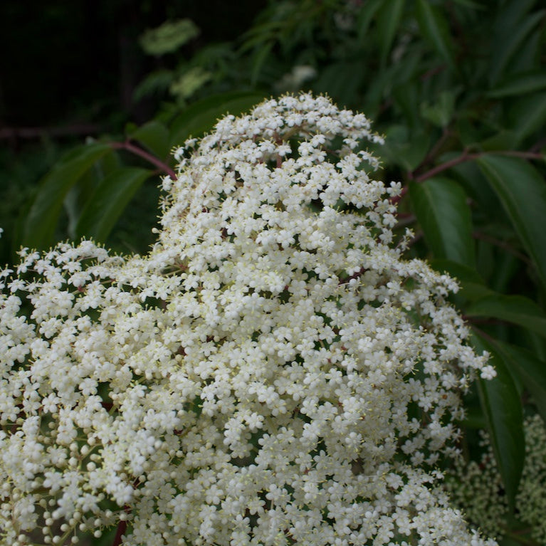 White flowering plant with green leaves in a natural setting