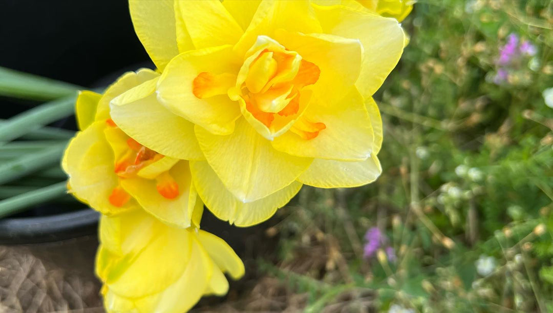 Spring Bulbs Workshop, Sunday March 8