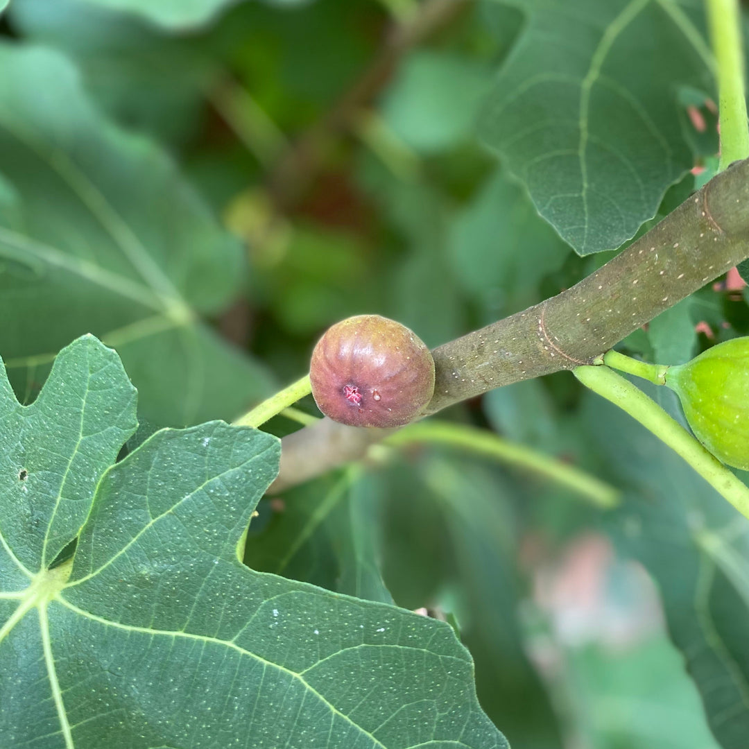 Ripe and unripe figs on a branch with green leaves