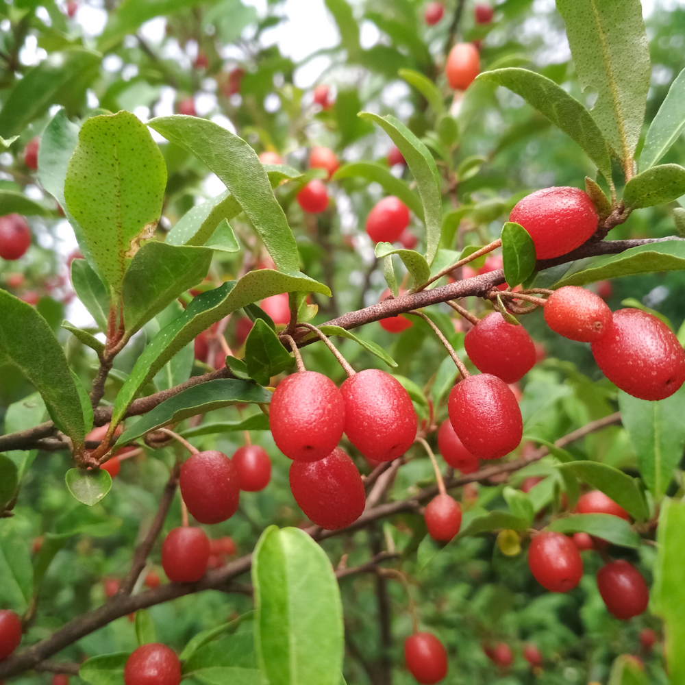 Spring Berries and Wild Edibles Opening Walk, Sunday May 24