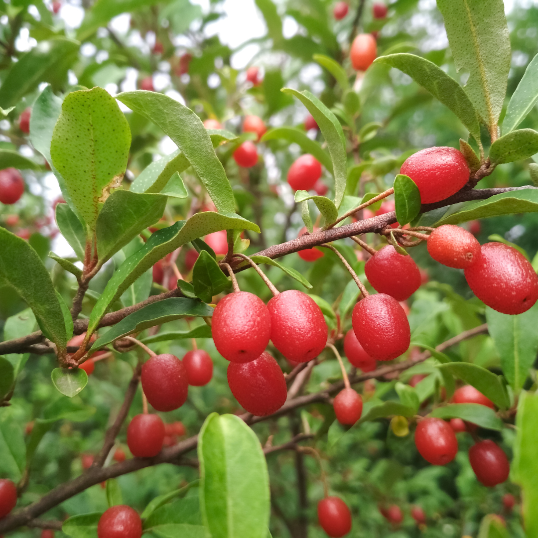 Spring Berries and Wild Edibles Opening Walk, Sunday May 24