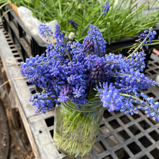 Blue flowers in a glass jar with greenhouse pallets in the background