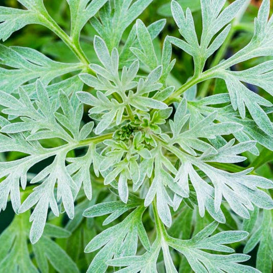 Close-up of green leafy plant with a blurred background