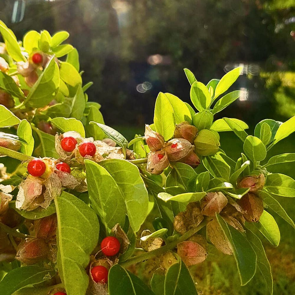 Ashwagandha Tincture