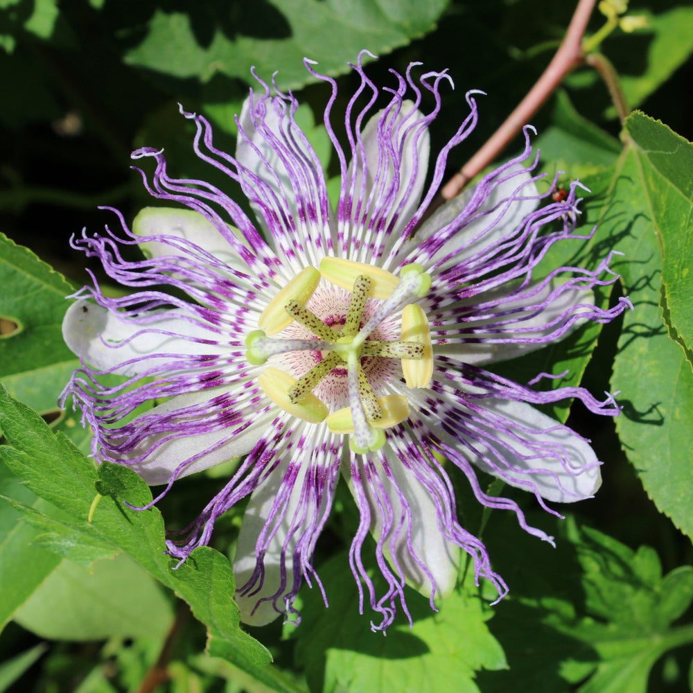 Passionflower Tincture