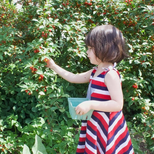 Spring Berries and Wild Edibles Opening Walk, Sunday May 24