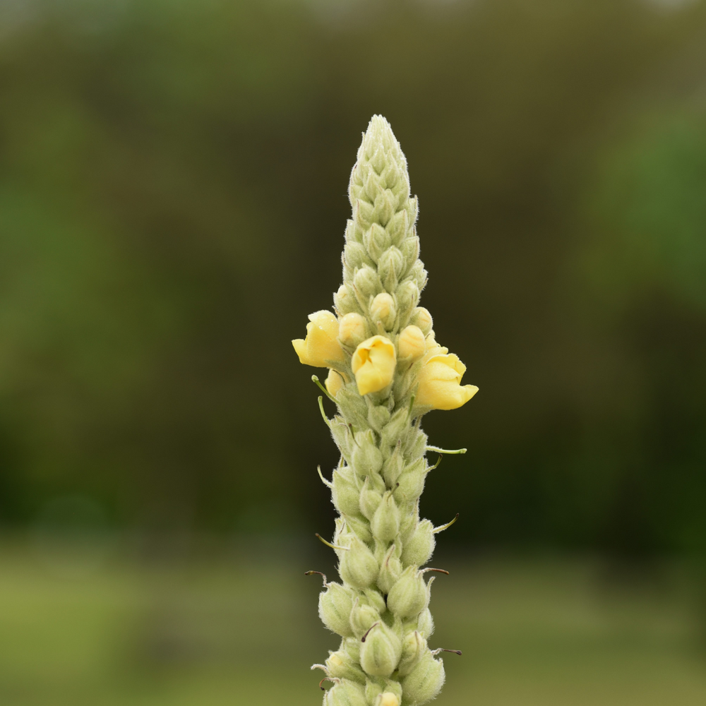 Mullein Tincture