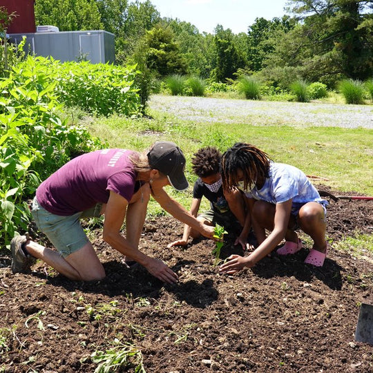Sweet Potato Workshop Bundle