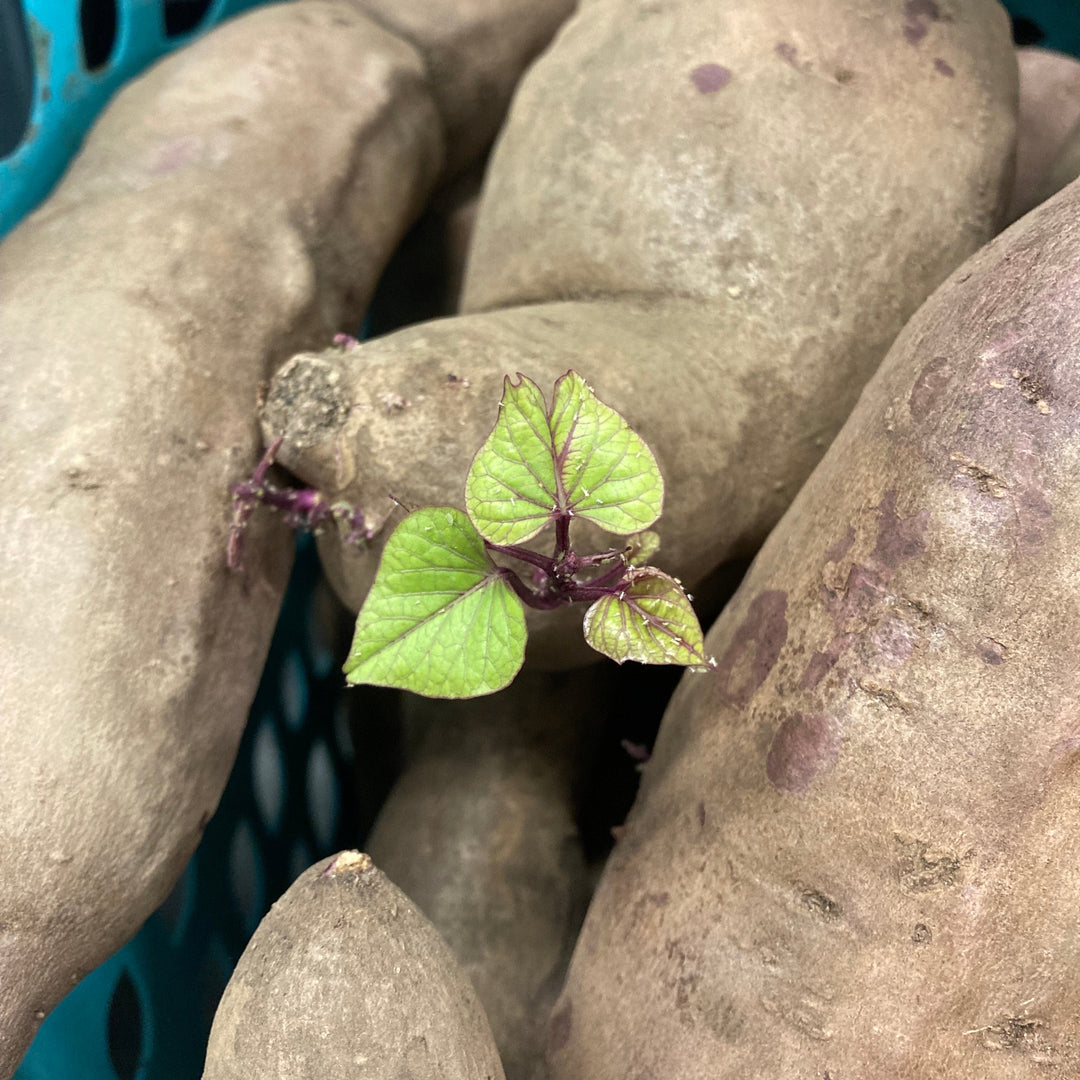 Green sprout emerging from a potato in a blue basket