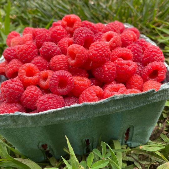 Guided Pick Your Own Berries, Sunday August 9