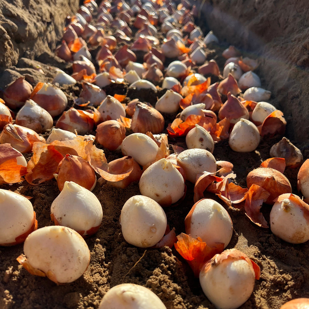 Flower bulbs resting in a soil trench