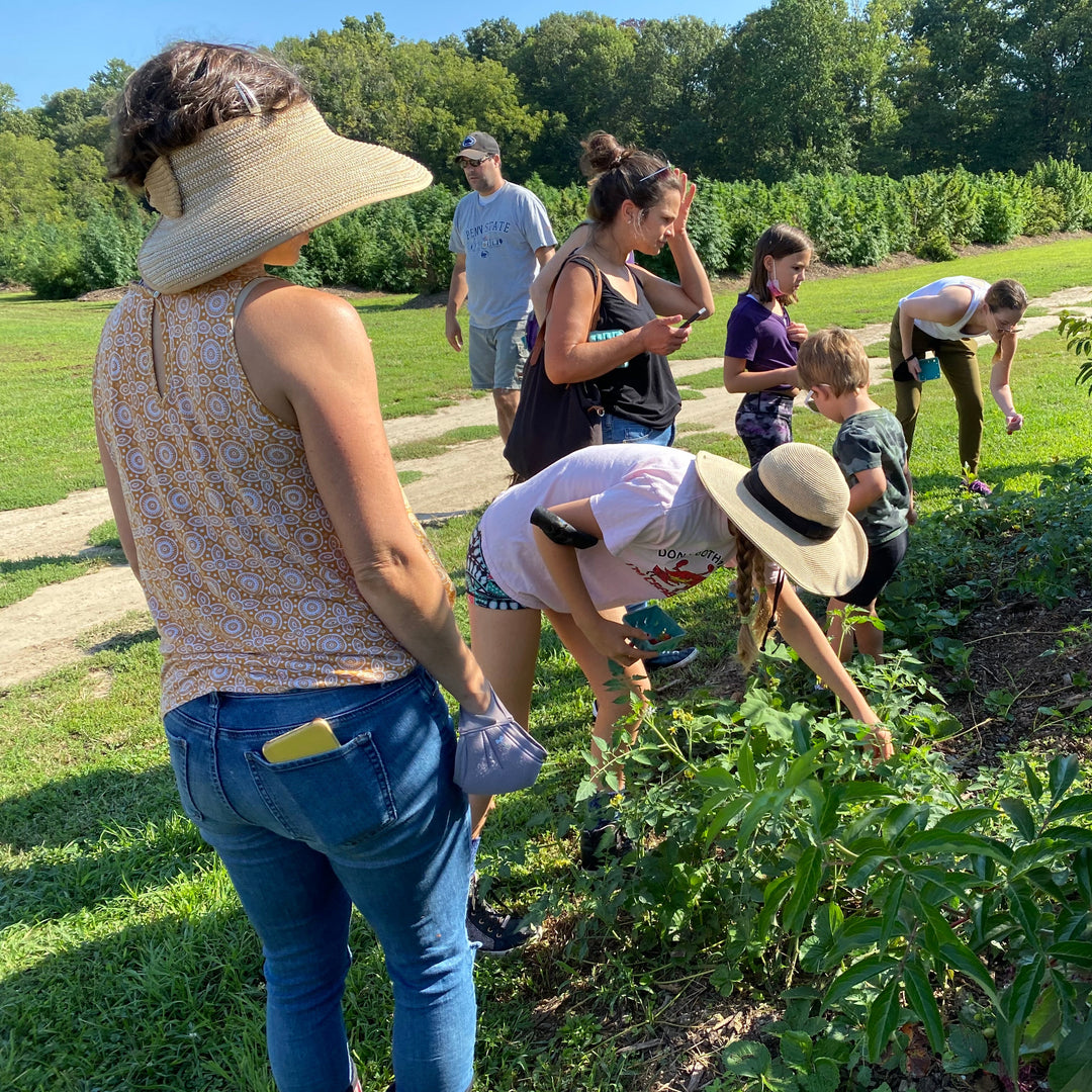 People picking fruit in a lush green outdoor setting with trees in the background.