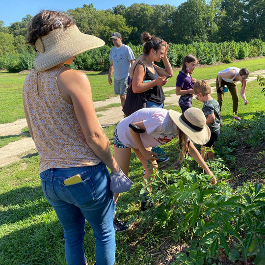 People picking fruit in a lush green outdoor setting with trees in the background.