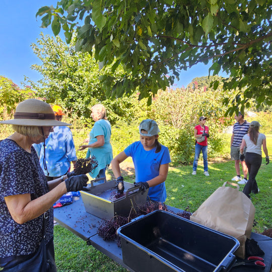 People standing around a table under a tree outdoors destemming elderberries