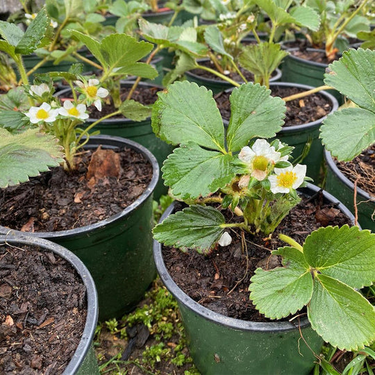 Bear-Ever Strawberry Plants