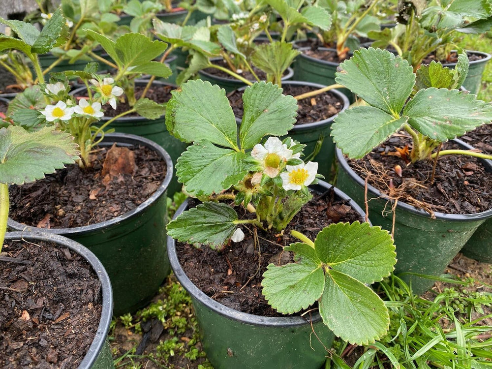 Bear-Ever Strawberry Plants