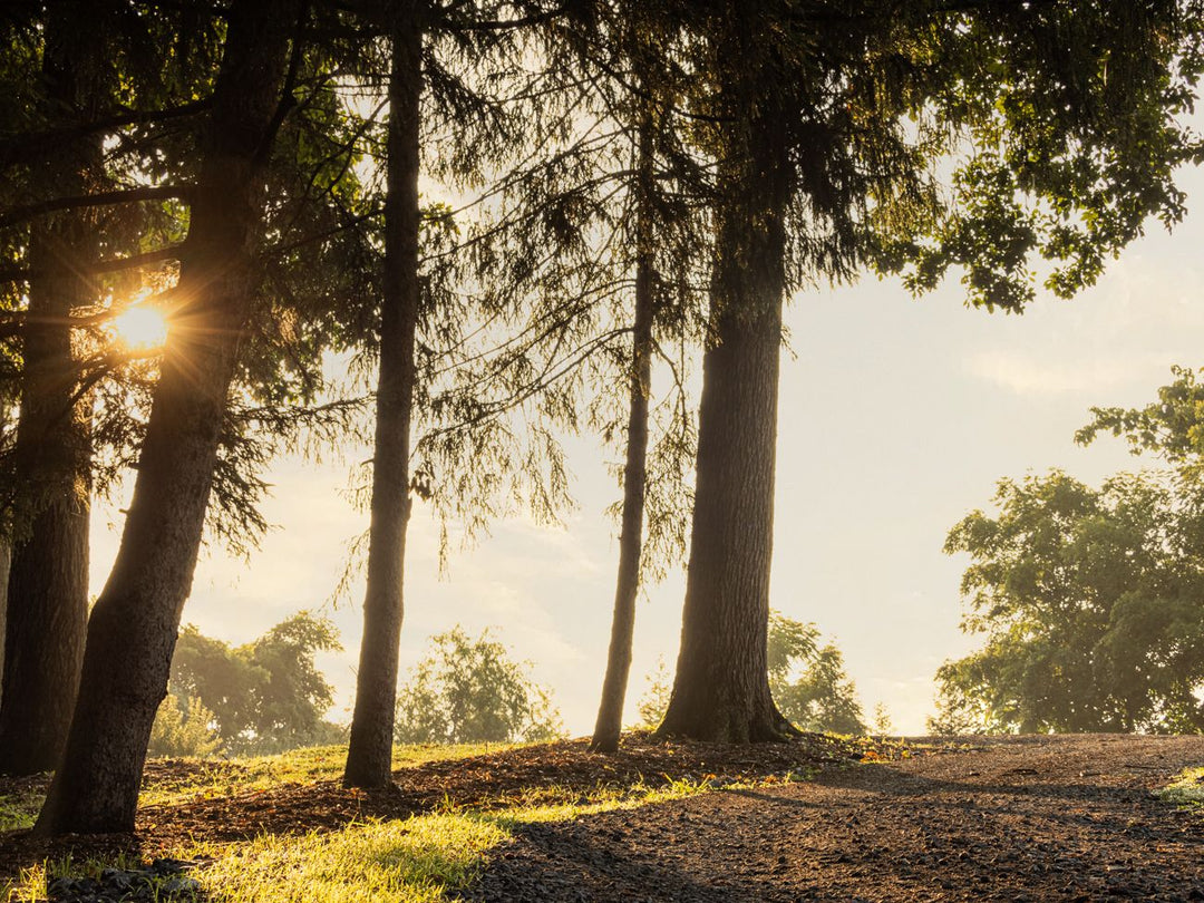 January Rejuvenation Circle: The Healer's Rite, Friday January 23,